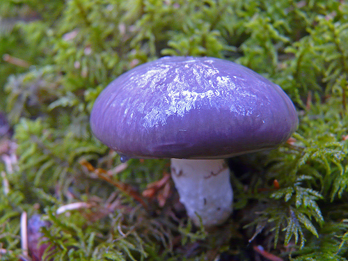 beautiful_mushroom08