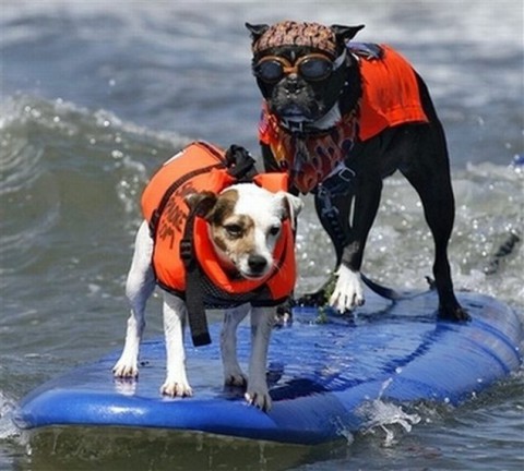 surfing-dogs-contest01
