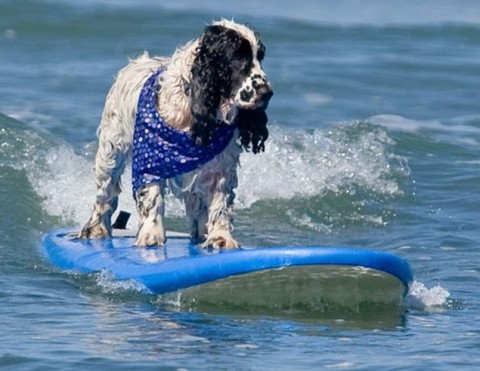 surfing-dogs-contest03