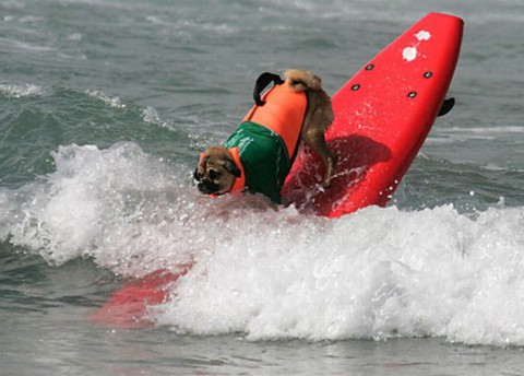 surfing-dogs-contest04