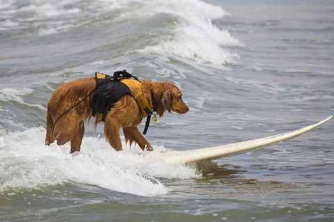 surfing-dogs-contest05