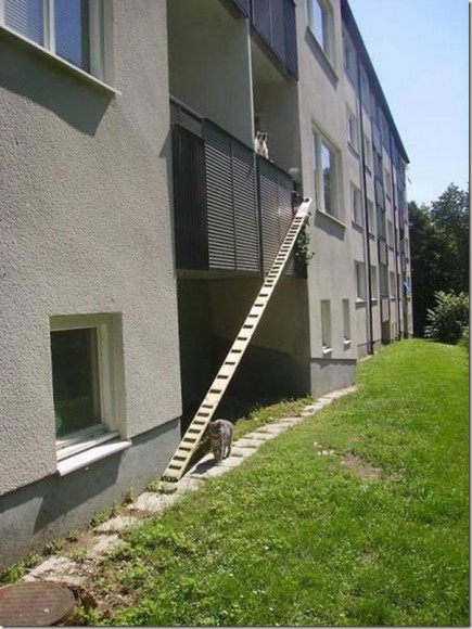 unique_cat_ladder07
