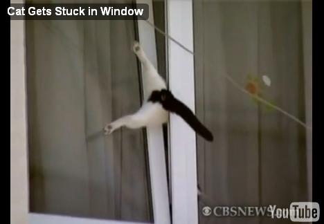 cat-trapped-window02