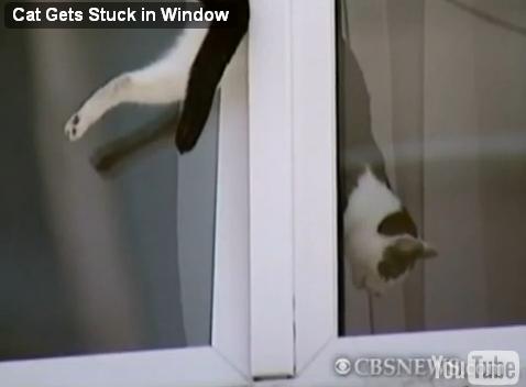 cat-trapped-window06