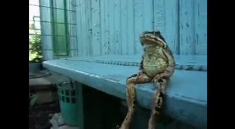 動物おもしろ映像 人間のようにベンチに座るカエル ただ 動物虐待だろとの声も Viva Wマガジン