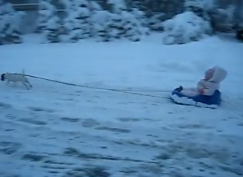 dog-towing-baby-on-a-sled02