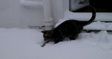 cat-meets-snow02