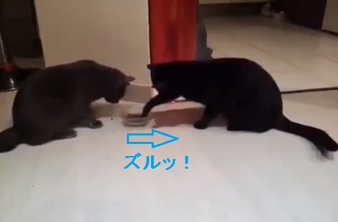 two-cats-moving-food02