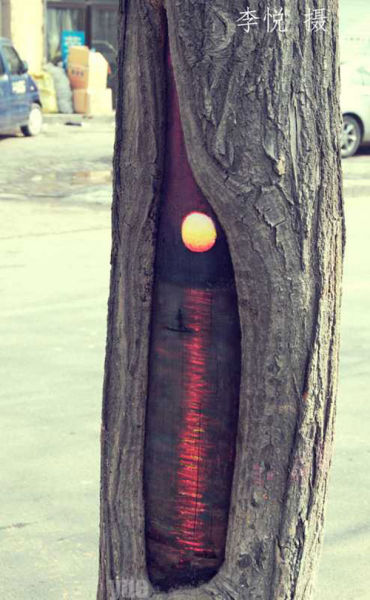 painted-tree-holes05