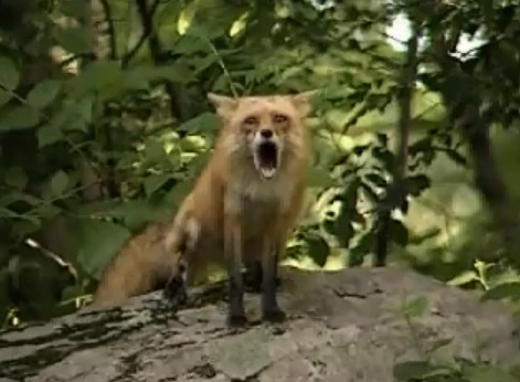 scream-of-the-red-fox02