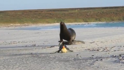 sea-lion-chasing-king-penguins02