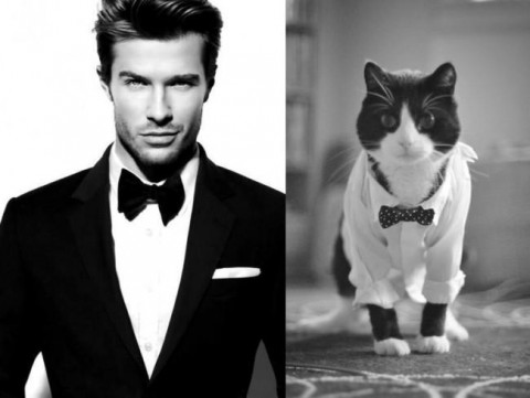 cats-and-male-models02