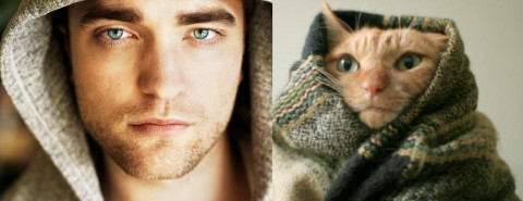 cats-and-male-models10