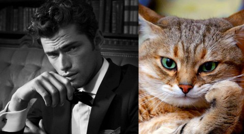 cats-and-male-models16