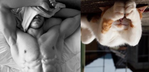 cats-and-male-models19