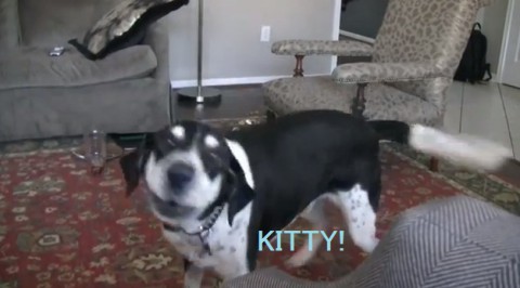 dog-wants-kitty02
