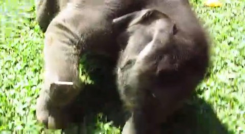 adorable-baby-elephant02
