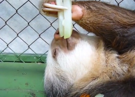 chewbacca-the-sloth02