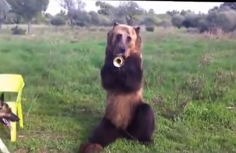 russian bear-performance02