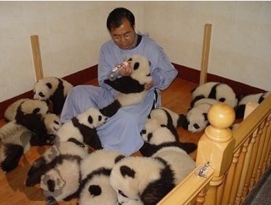 cute-panda-cub01