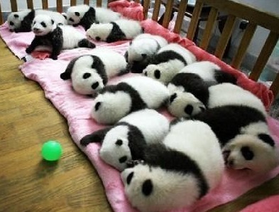 cute-panda-cub02