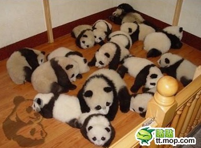 cute-panda-cub05