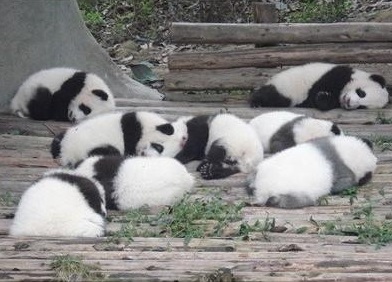 cute-panda-cub07