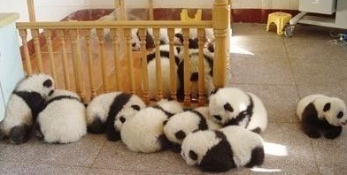 cute-panda-cub09