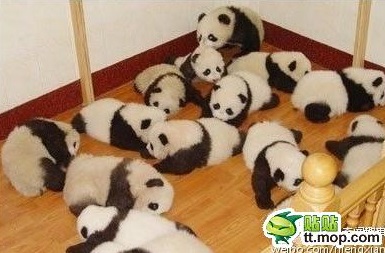 cute-panda-cub10