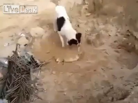 dog-burying-a-dead-puppy02