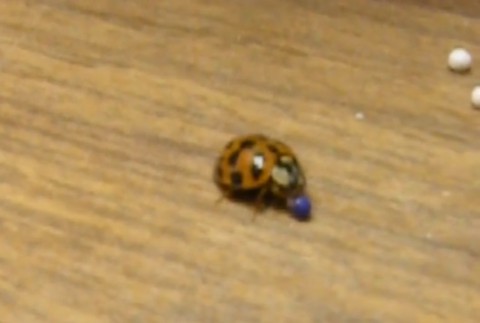 ladybug-plays-with-sprinkles02