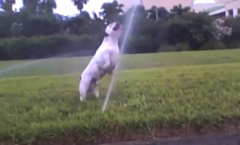 dogs-vs-sprinklers02
