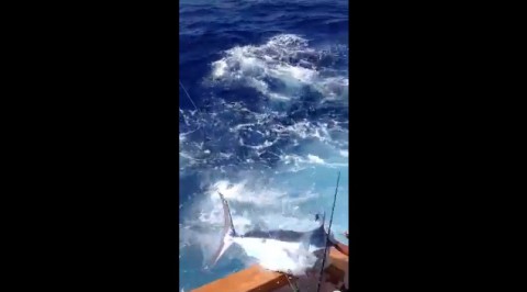 350lb-blue-marlin-jumps02