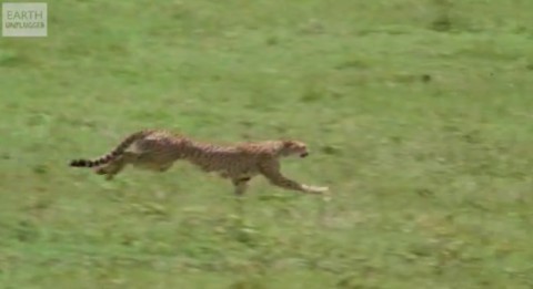 cheetah-vs-greyhound03