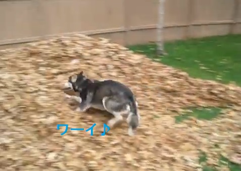 husky-playing-in-leaves02