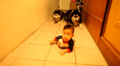 baby-vs-two-dogs02