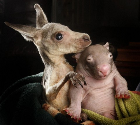 kangaroo-and-wombat04