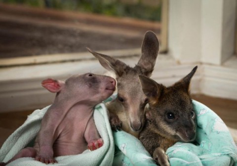 kangaroo-and-wombat10