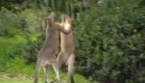 kangaroo-kickboxing02