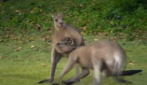 kangaroo-kickboxing03