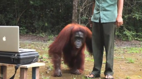 orangutan-asks-girl02
