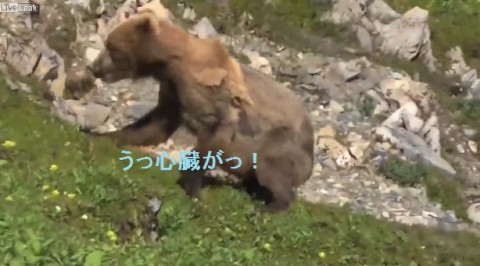 bear-has-heart-attack02