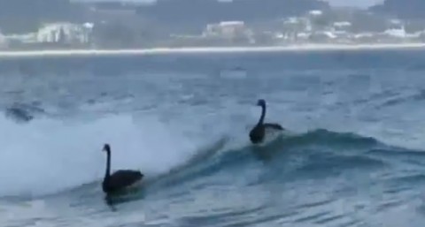 black-swans-enjoy-surf02