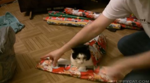 cat-wrapping-for-christmas01