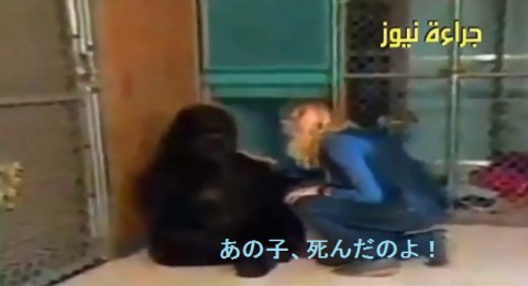 gorilla-express-her-grief02