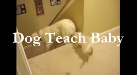 dog-and-cat-teaching01