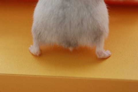 hamster-butts02