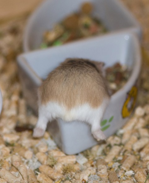 hamster-butts03