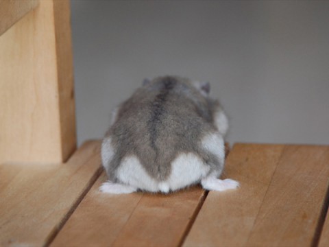 hamster-butts07