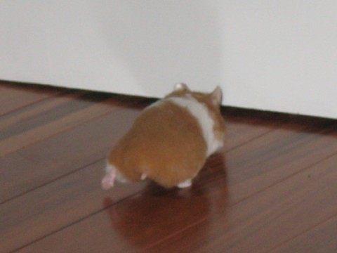 hamster-butts10
